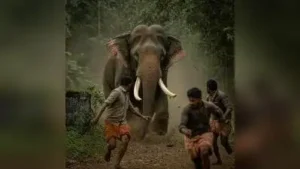 Kochi : A wild elephant that entered human habitations in Neriamanmgalam on Friday night was