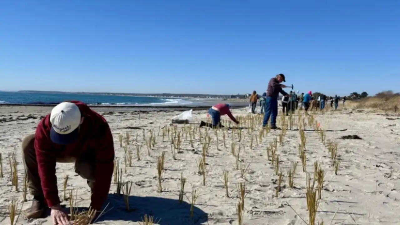 Maine students and residents planted 12,000 dune-grass stalks: The wider industry impact