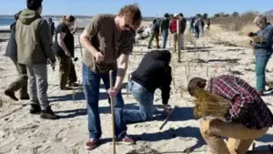 Maine students and residents planted 12,000 dune-grass stalks: The wider industry impact