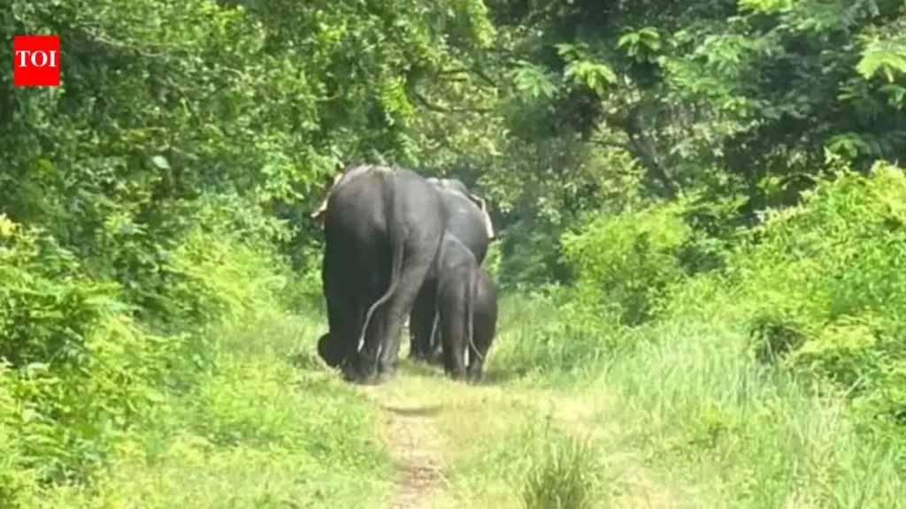 5 elephants rescued after being swept towards barrage