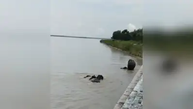 5 elephants rescued after being swept towards barrage