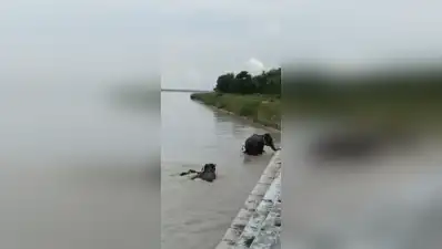 5 elephants rescued after being swept towards barrage