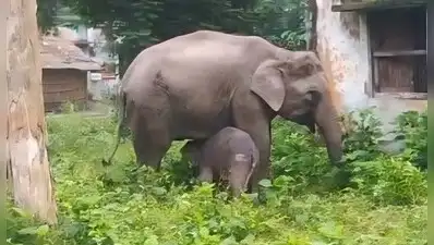 Since then, Uma has been learning essential life skills from her surrogate mother, who takes