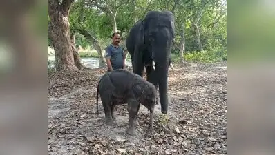 Since then, Uma has been learning essential life skills from her surrogate mother, who takes