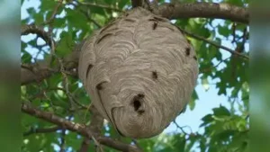 Residents said the wasps were inconveniencing pedestrians and other road users, while monkeys