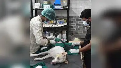 Madurai corporation has administered anti-rabies vaccine to 10,307: The wider industry impact
