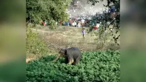 Hassan : A wild elephant was electrocuted at Kogile mane village in Bikkodu hobli of Belur