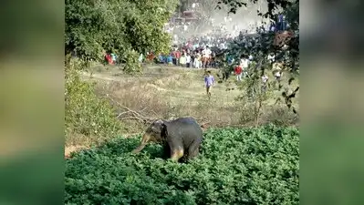 Hassan : A wild elephant was electrocuted at Kogile mane village in Bikkodu hobli of Belur