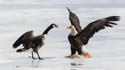 Sequeira said he watched the bald eagle make repeated attacks on the goose