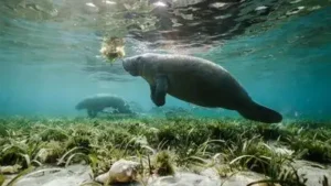 Manatees need to drink fresh water regularly, and along the Texas: The wider industry impact