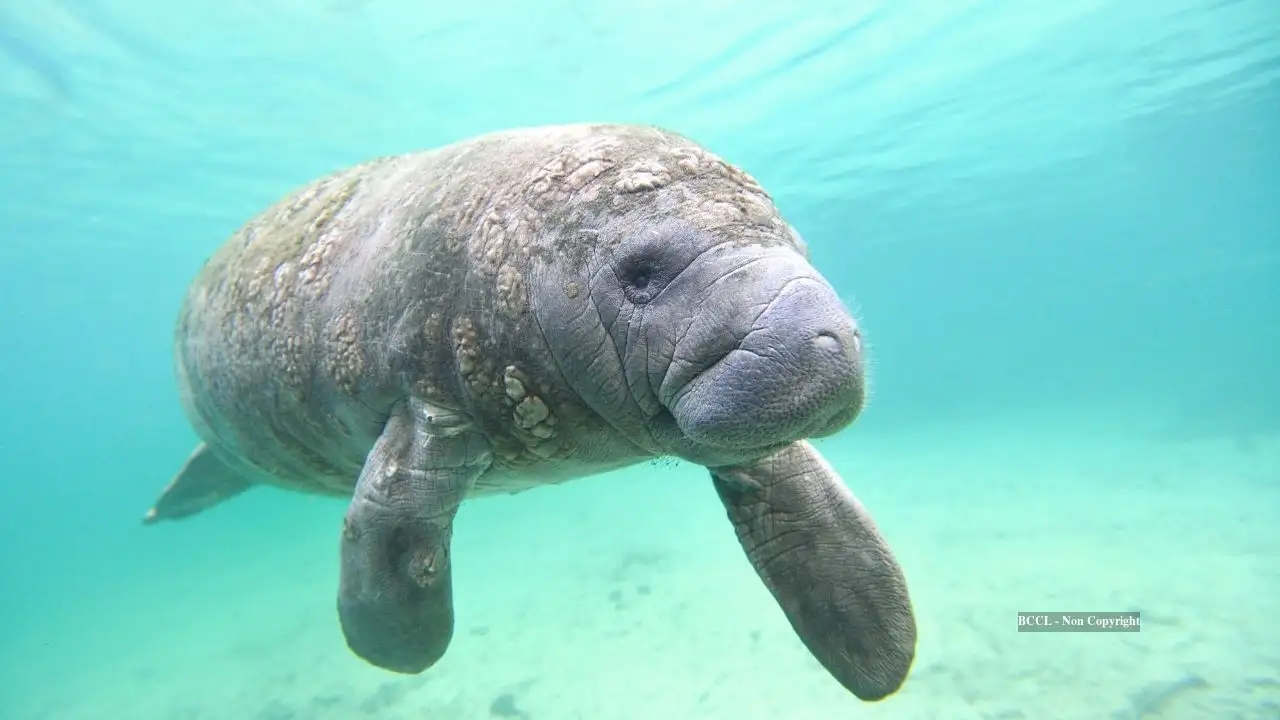 Manatees need to drink fresh water regularly, and along the Texas: The wider industry impact