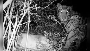 Tiger presence confirmed near Hampi, hunt intensifies