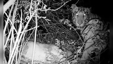 Tiger presence confirmed near Hampi, hunt intensifies
