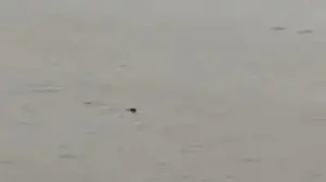 A 22-year-old man was allegedly dragged away by a crocodile while bathing in a river in Dhikoli