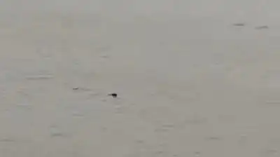 A 22-year-old man was allegedly dragged away by a crocodile while bathing in a river in Dhikoli