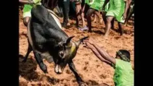 TVK’s Sholavandan MLA V M Karuppaiah’s remark in the assembly on Friday that jallikattu