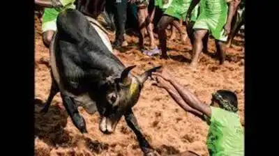 TVK’s Sholavandan MLA V M Karuppaiah’s remark in the assembly on Friday that jallikattu