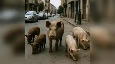 Stray pigs roam on busy streets of Davanagere, highlighting urban wildlife management
