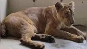10-year-old Asiatic lioness undergoing treatment after her tail was: The wider industry impact