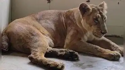 10-year-old Asiatic lioness undergoing treatment after her tail was: The wider industry impact