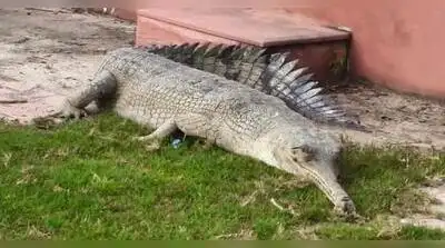 Divisional forest officer (DFO) Apoorv Dixit told TOI the rescued gharial was an adult female
