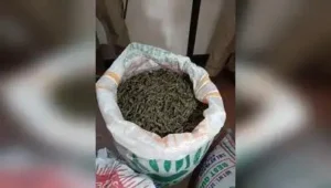 Nashik: The Shirpur taluka police of Dhule district confiscated 330kg of ganja plants