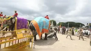 Mysuru: The first batch of nine Mysuru Dasara elephants received a grand traditional welcome