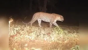 Leopard enters urban settlement in Sangli, forest officials launch: The wider industry impact