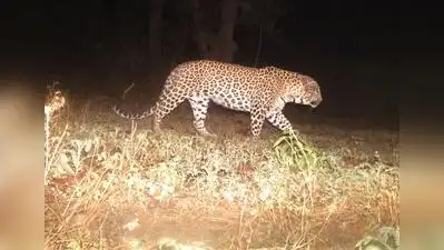 Leopard enters urban settlement in Sangli, forest officials launch: The wider industry impact