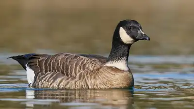 Its recovery from fewer than 800 birds in 1975 to around 200,000 today is considered one