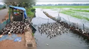 The number of farmers that rear ducks in large numbers has come down to 100 in Kuttanad