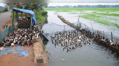 The number of farmers that rear ducks in large numbers has come down to 100 in Kuttanad