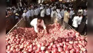 Lasalgaon onion price crosses Rs4,250 per quintal as supplies: The wider industry impact