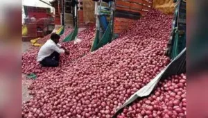 Centre has procured around 1.21 lakh tonnes of onions for its buffer: The wider industry impact