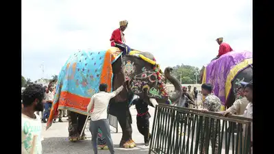 Dasara jumbo Srirama, who was calm moments earlier, suddenly panicked when musicians began