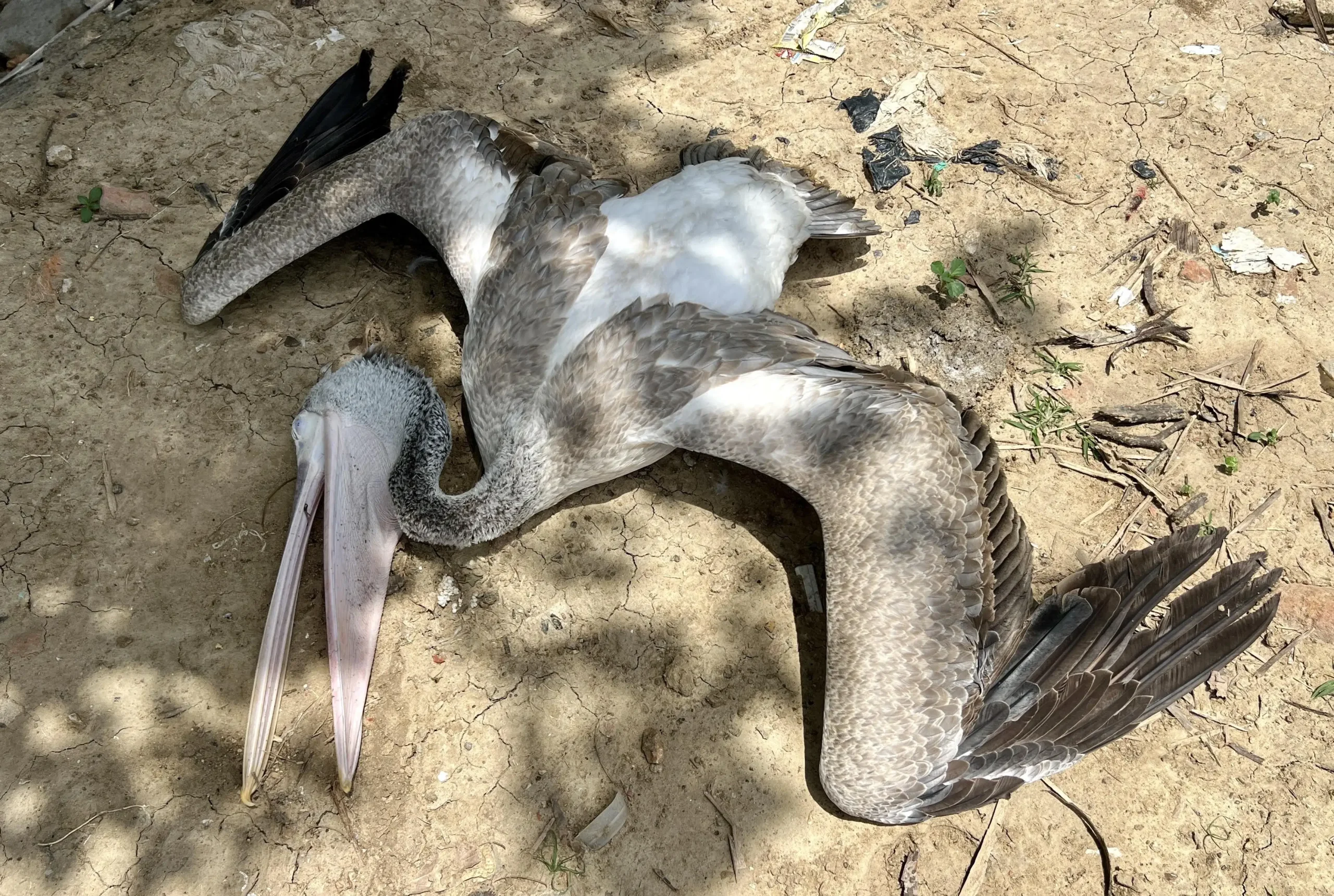 Chennai: A pelican suffered a neck injury after it was attacked by a man at Korattur lake