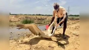 Chennai: A pelican suffered a neck injury after it was attacked by a man at Korattur lake