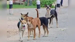 Kochi: The Kochi corporation has finalised the design of the dog shelter proposed at Brahmapuram