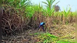 Collectors have been asked to constitute taluka or district-level squads based on the number