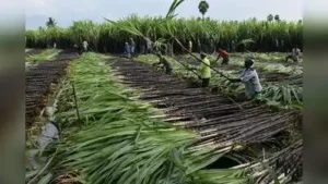 Advancing the crushing season will help fresh sugar reach the market earlier and may help keep