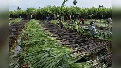 Advancing the crushing season will help fresh sugar reach the market earlier and may help keep