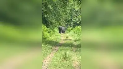 Claim sinks as officials clarify Bahraich elephant herd rescue video has no Nepal link