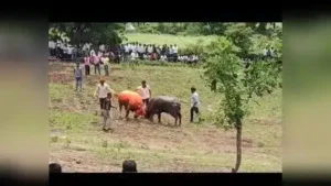 FIR against organisers of buffalo fight in Sambhajinagar