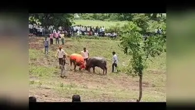 FIR against organisers of buffalo fight in Sambhajinagar