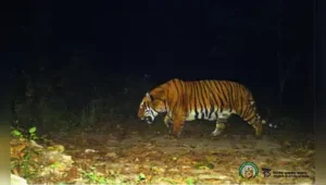 A 52-year-old farmer was killed in a tiger attack in Bhambora village of Morshi Tehsil