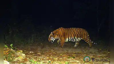 A 52-year-old farmer was killed in a tiger attack in Bhambora village of Morshi Tehsil