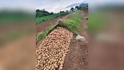 The website of horticulture export promotion board will help farmers growing horticulture crops