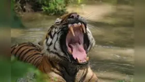 Tiger mauls 25-year-old cattle herder to death