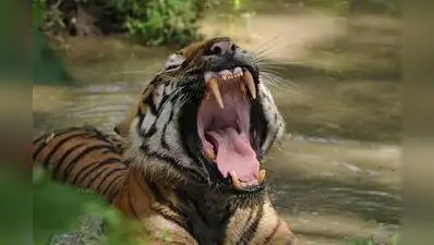 Tiger mauls 25-year-old cattle herder to death