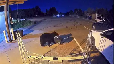 State wildlife officials estimate that Colorado is now home to between 17,000 and 20,000 black